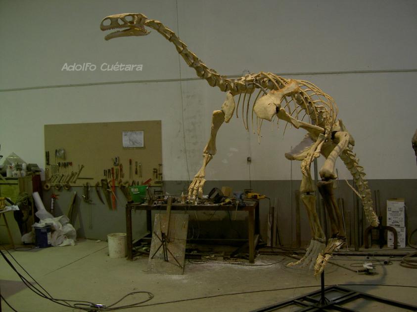 Plateosaurus 