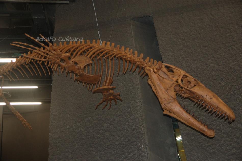 Prognathodon 2 Mhnb 