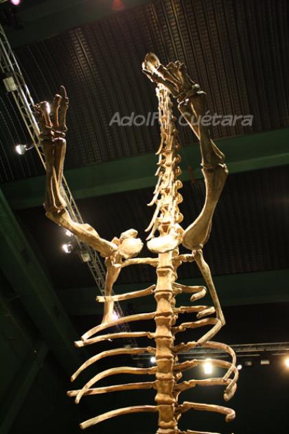 Tastavinsaurus