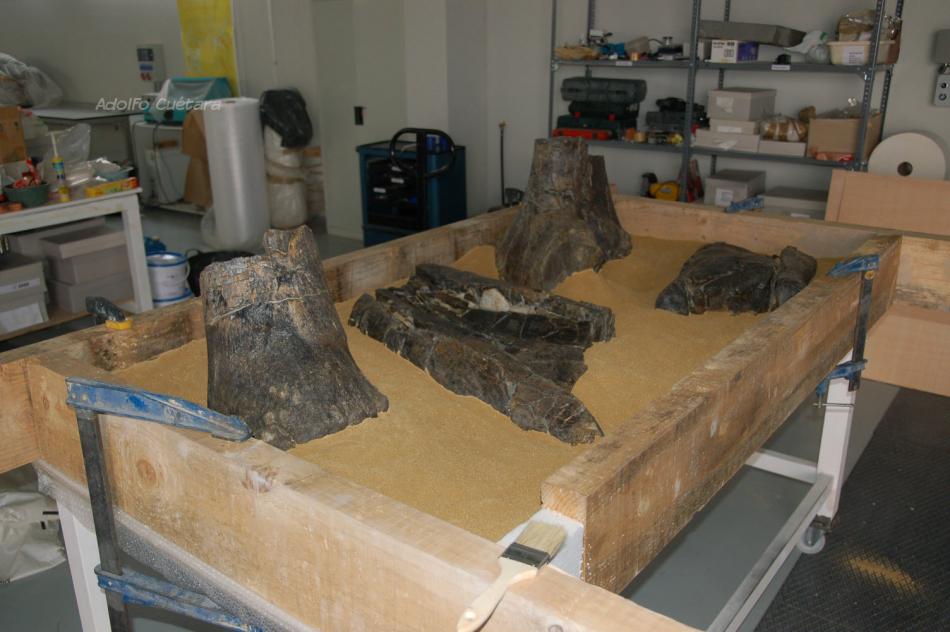 1 four parts femur