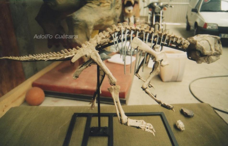 Original fossil