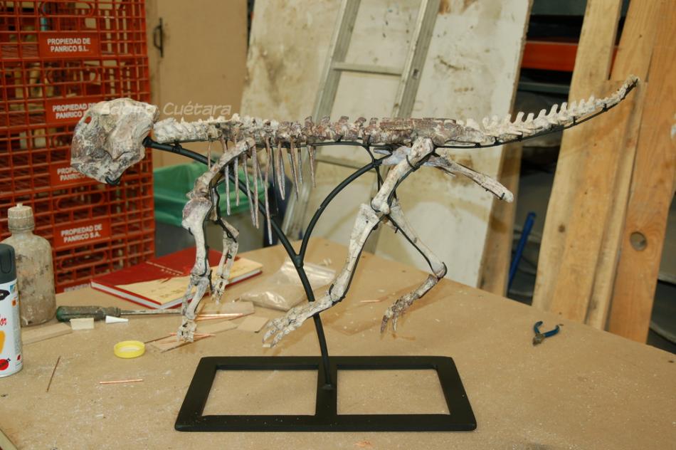 Original fossil